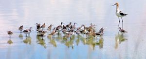 A tall white and brown shorebird standing next to a large flock of smaller gray shorebirds.