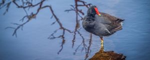 A dark bird with a bright red mask between its eyes and over its beak standing in shallow water that is reflecting bare branches.