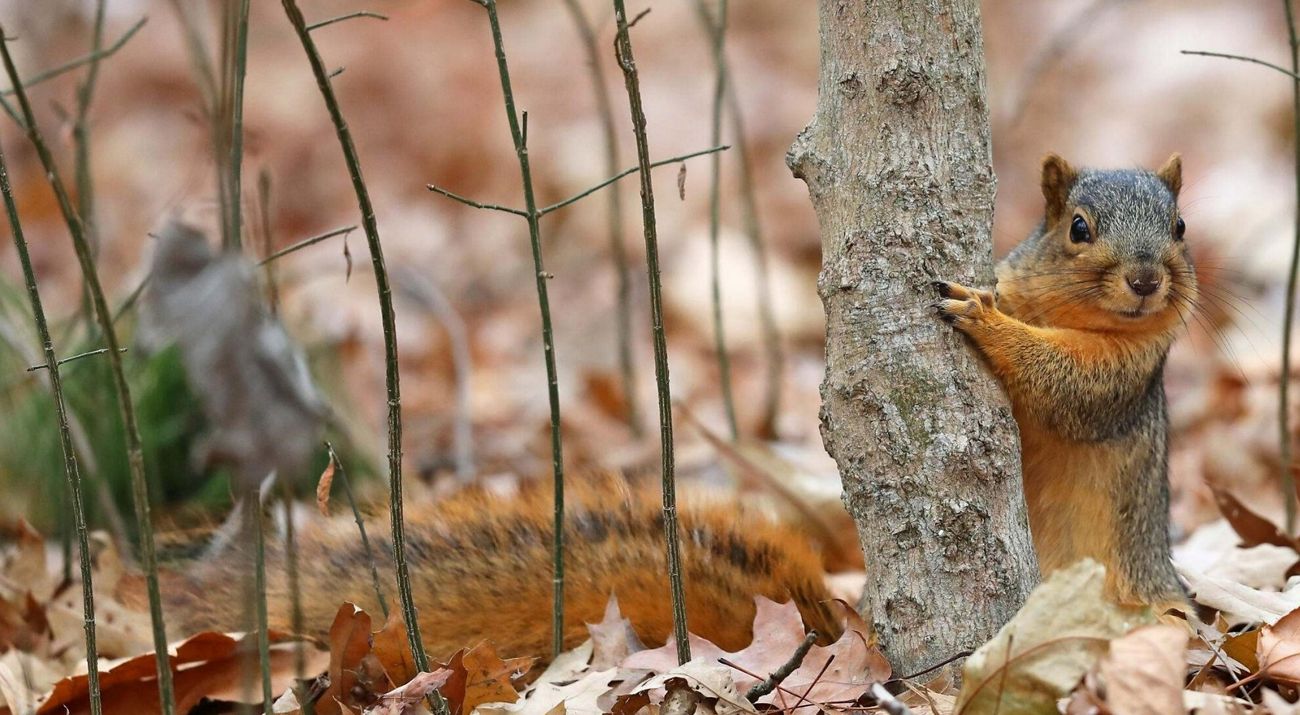 A fox squirrel on the fall leaf covered forest floor, hiding partially behind a small tree and looking out.