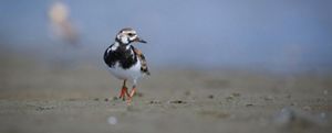 A black, white, and rusty-red shorebird with orange legs walking on a sandy shore. 