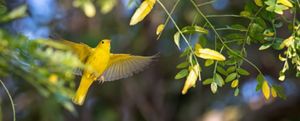 A bright yellow bird, with its wings outstretched in mid-flight, among green tree branches.
