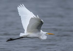 A big white bird flies over open water.