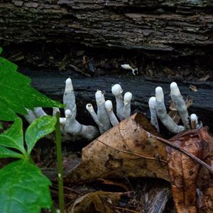 A close-up view of the forest floor reveals several dead man's fingers fungi emerging from a decomposing log.