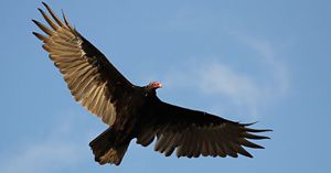 A turkey vulture soaring against a blue sky. 
