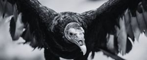 A turkey vulture with its wings spread looking slightly to the right. 
