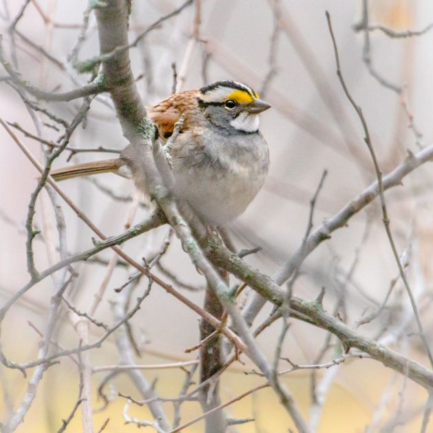 A white-throated sparrow sits on a bare tree branch. 