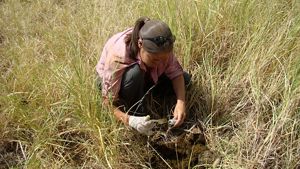 A women kneeling in a field collecting samples into a tube. 