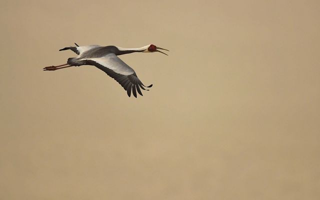 A white-naped crane in flight