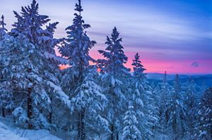 Snowcapped trees with a pink sky background.