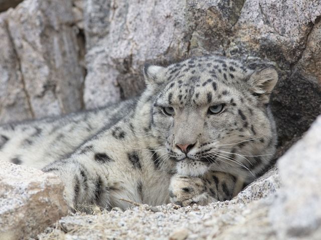 TNC is working to protect snow leopards through our protected area management work.