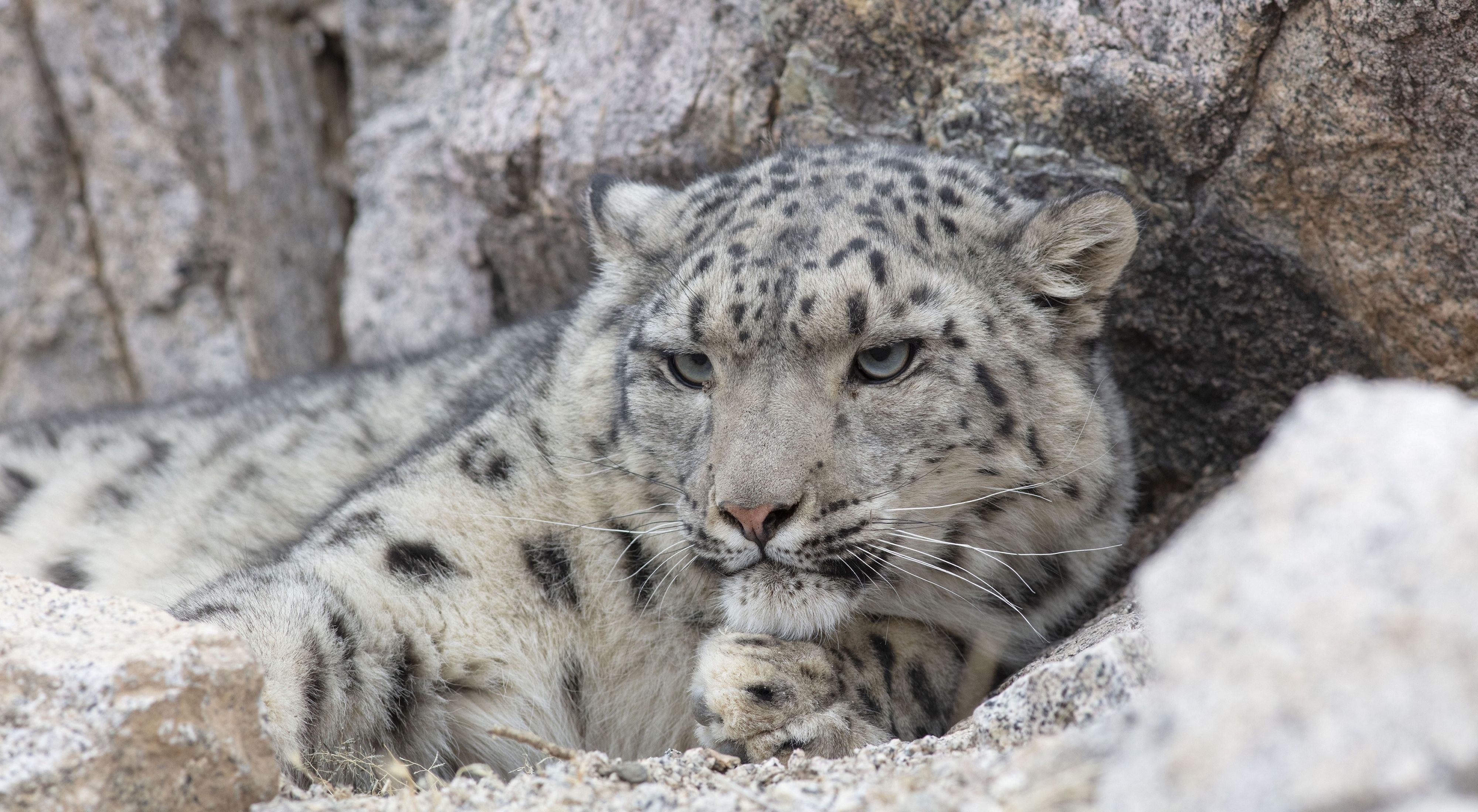 A snow leopard rests against a rock.