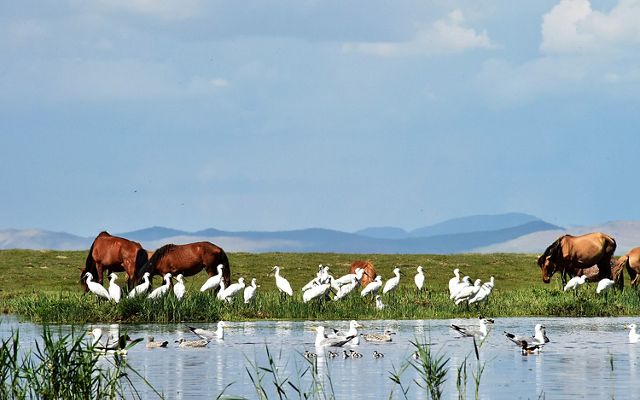 Wild animals with livestock in Mongolia