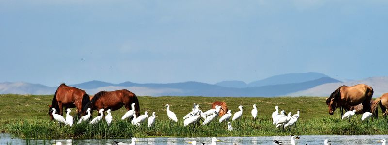 Cattle and birds near a body of water, Mongolia.