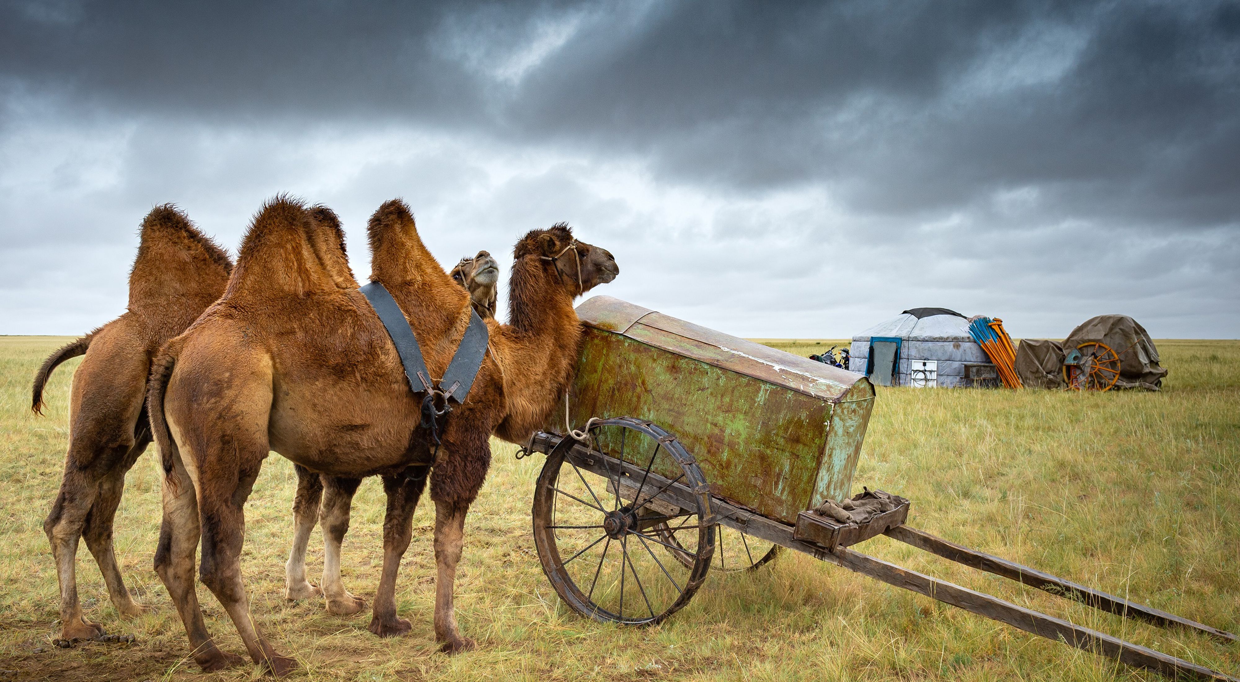 Domesticated camels in Dornod province, Mongolia.