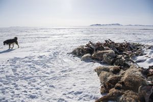 2023 оны 11-р сараас 2024 оны 2-р сарын сүүл хүртэл сүүлийн 50 жилд тохиолдоогүй зуд тохиож, нийт газар нутгийн 80 гаруй хувьд цасан бүрхүүл тогтож, 3.9 сая мал онд орж чадсангүй.