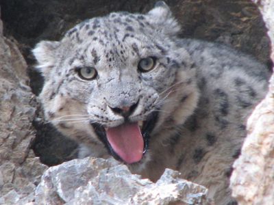 Mongolian snow leopard