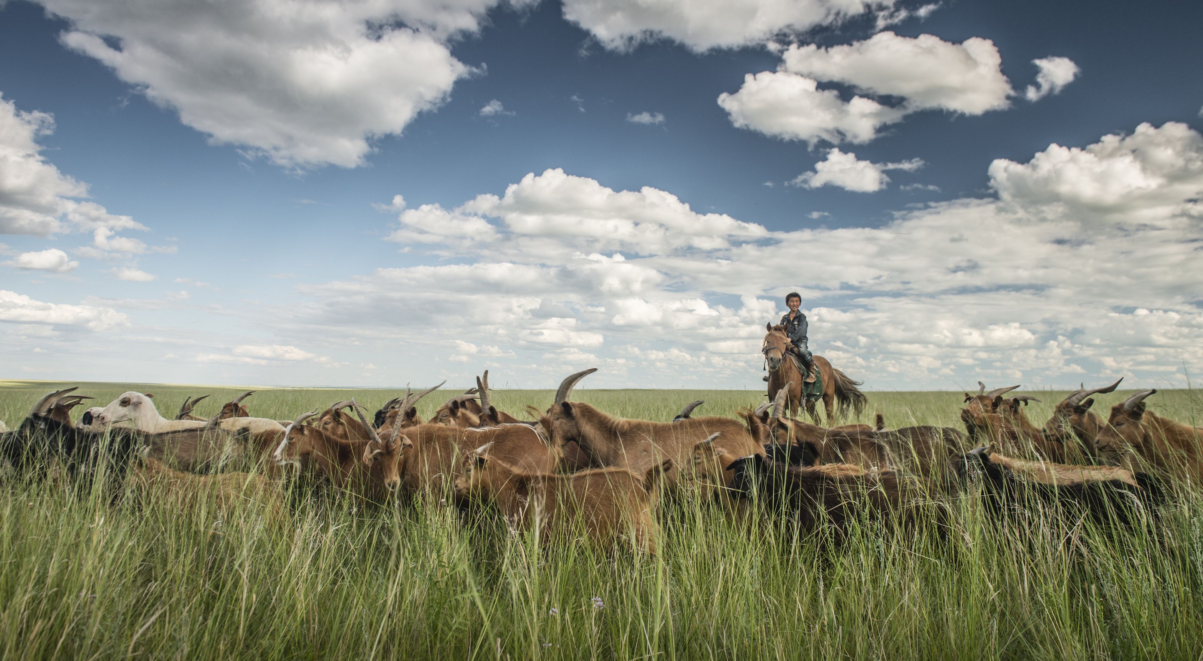 Mongolian herder on the grasslands.