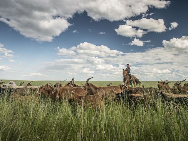 Grasslands in Mongolia