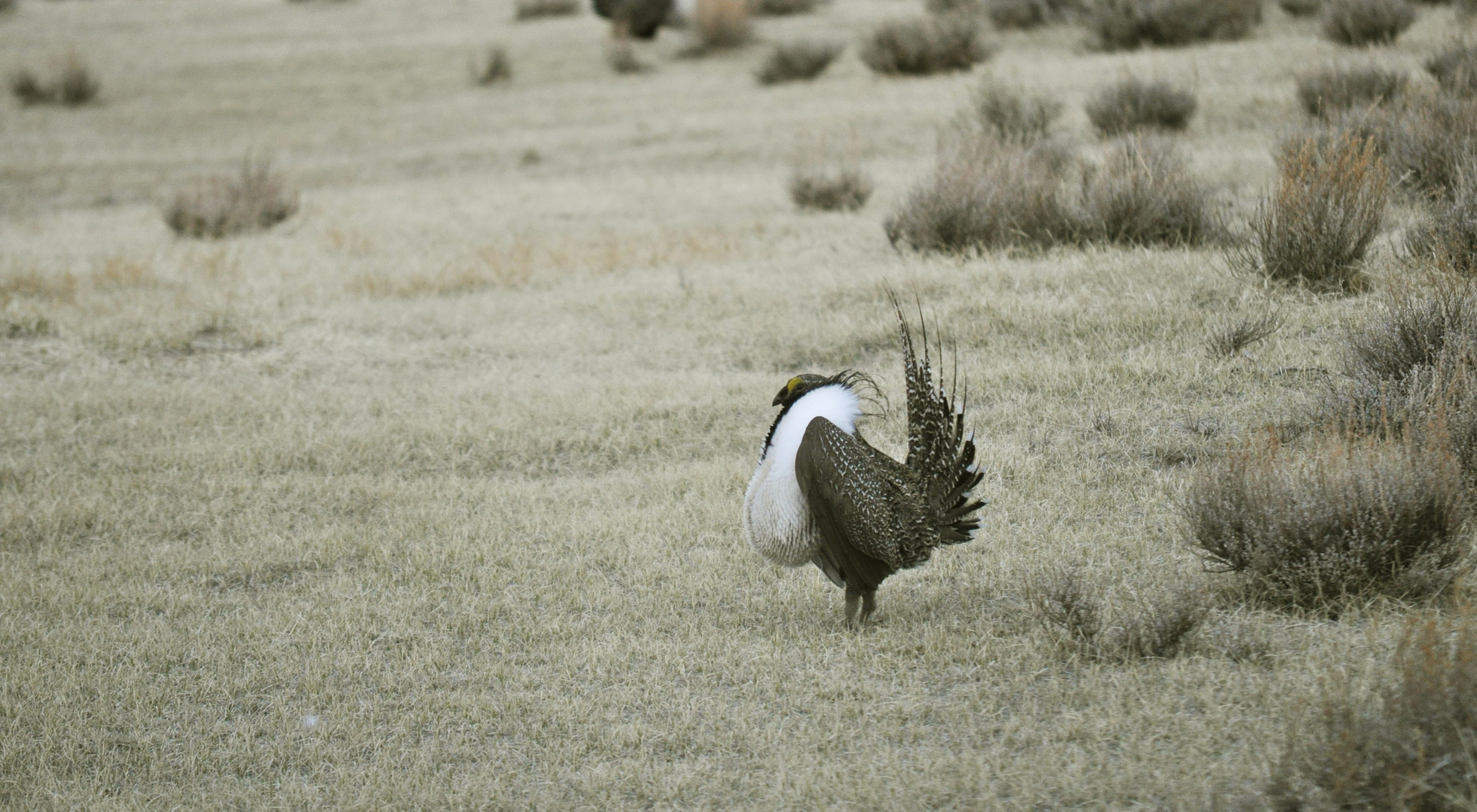 Male greater sage-grouse standing among the sagebrush.