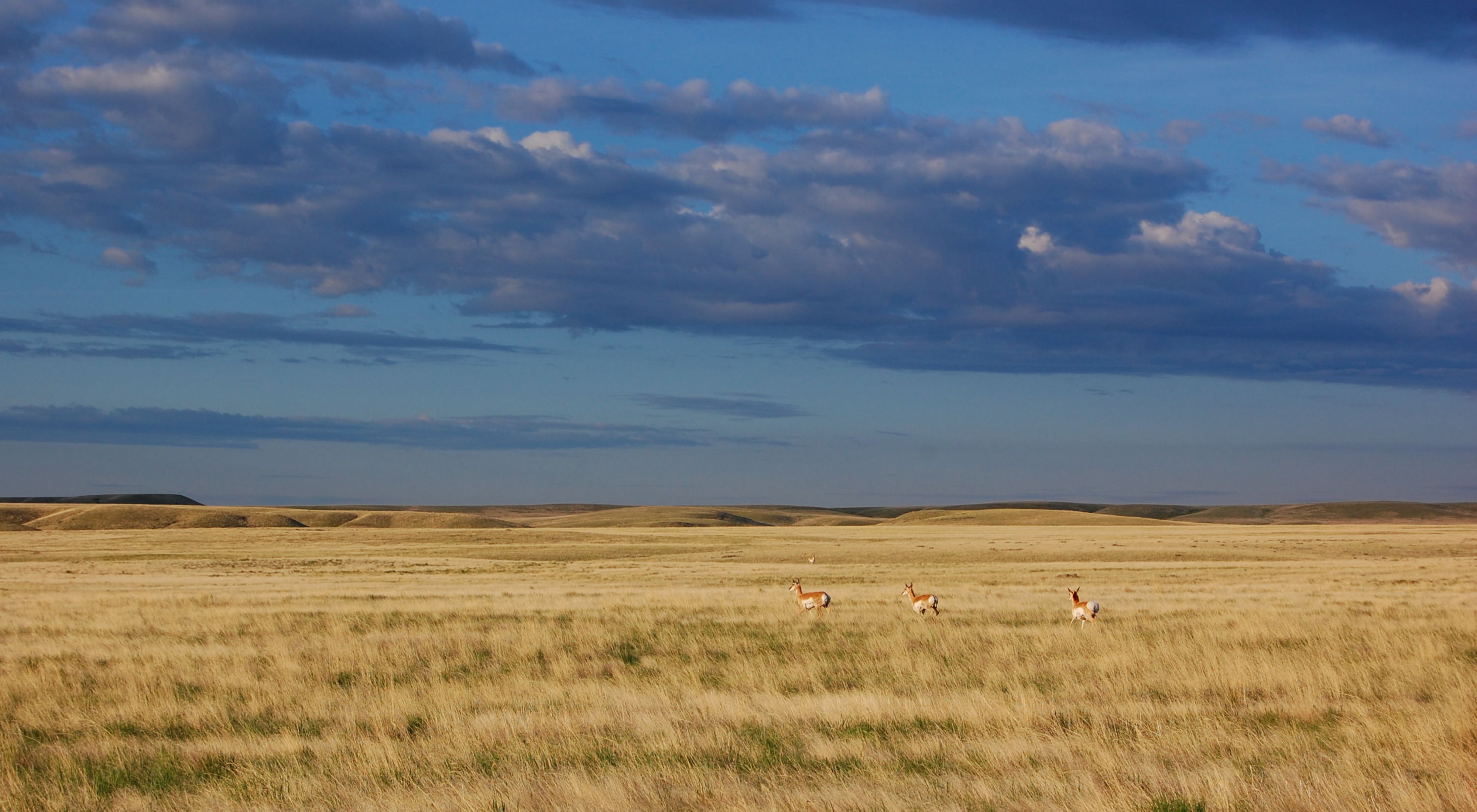 Pronghorn making their way across a Montana prairie.