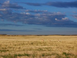 Pronghorn in a grassy prairie of Montana's Northern Prairie with a stormy sky in the background.