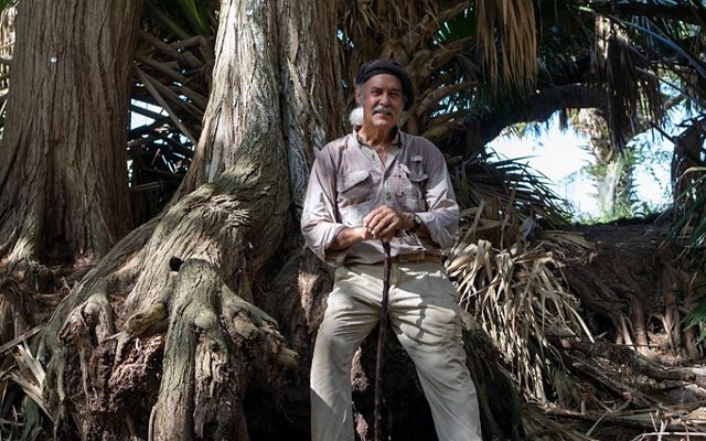 A man sits on the giant roots of a wide tree.