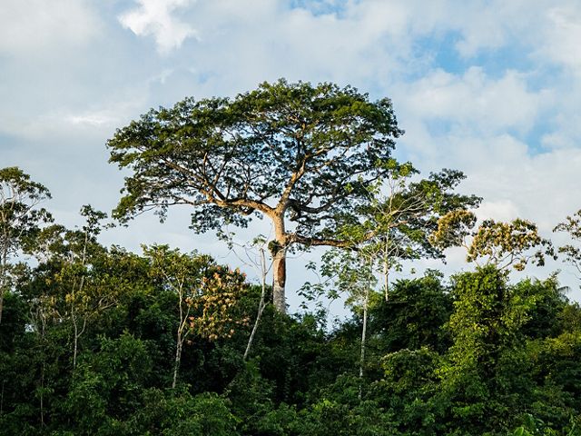 Una imponente ceiba destaca sobre la selva a orillas del río Peneya, Caquetá.