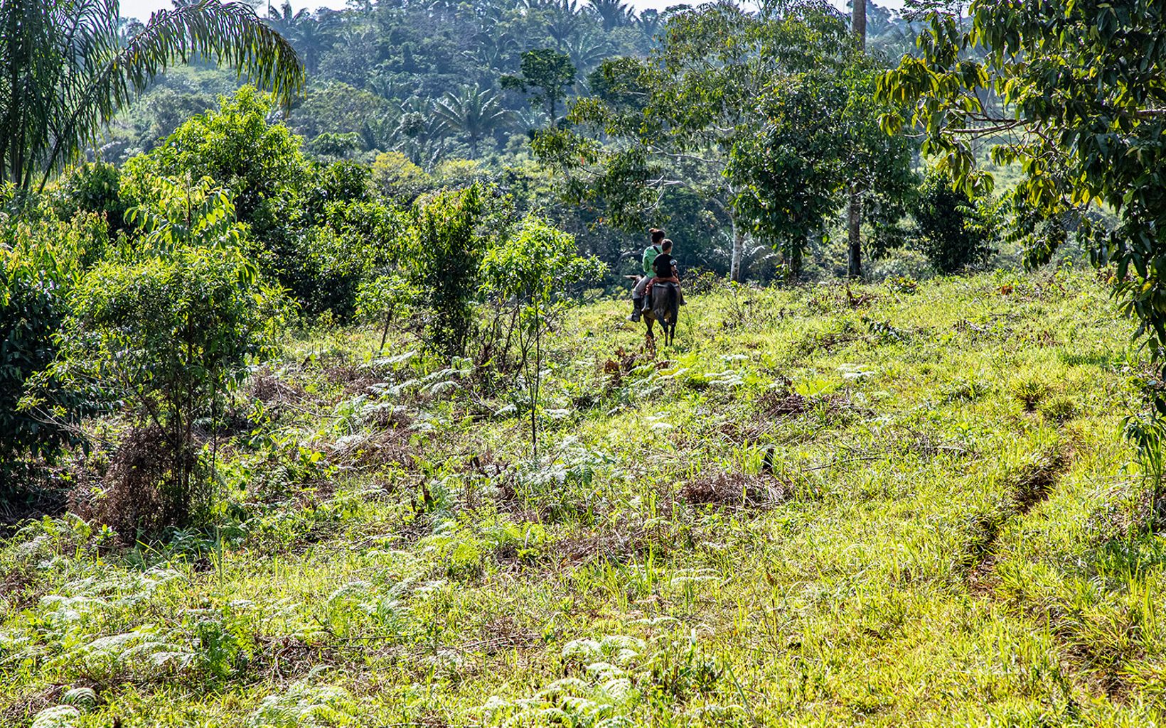 
                
                  Deforestation in Colombia TNC is working to reforest areas like this degraded forest in the Amazon region of Colombia. 
                  © TNC Colombia / Juan Sebastián Sánchez
                
              