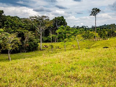 El territorio muestra escenas de deforestación cada vez más frecuentes, que contrastan con la exuberancia natural de la selva.
