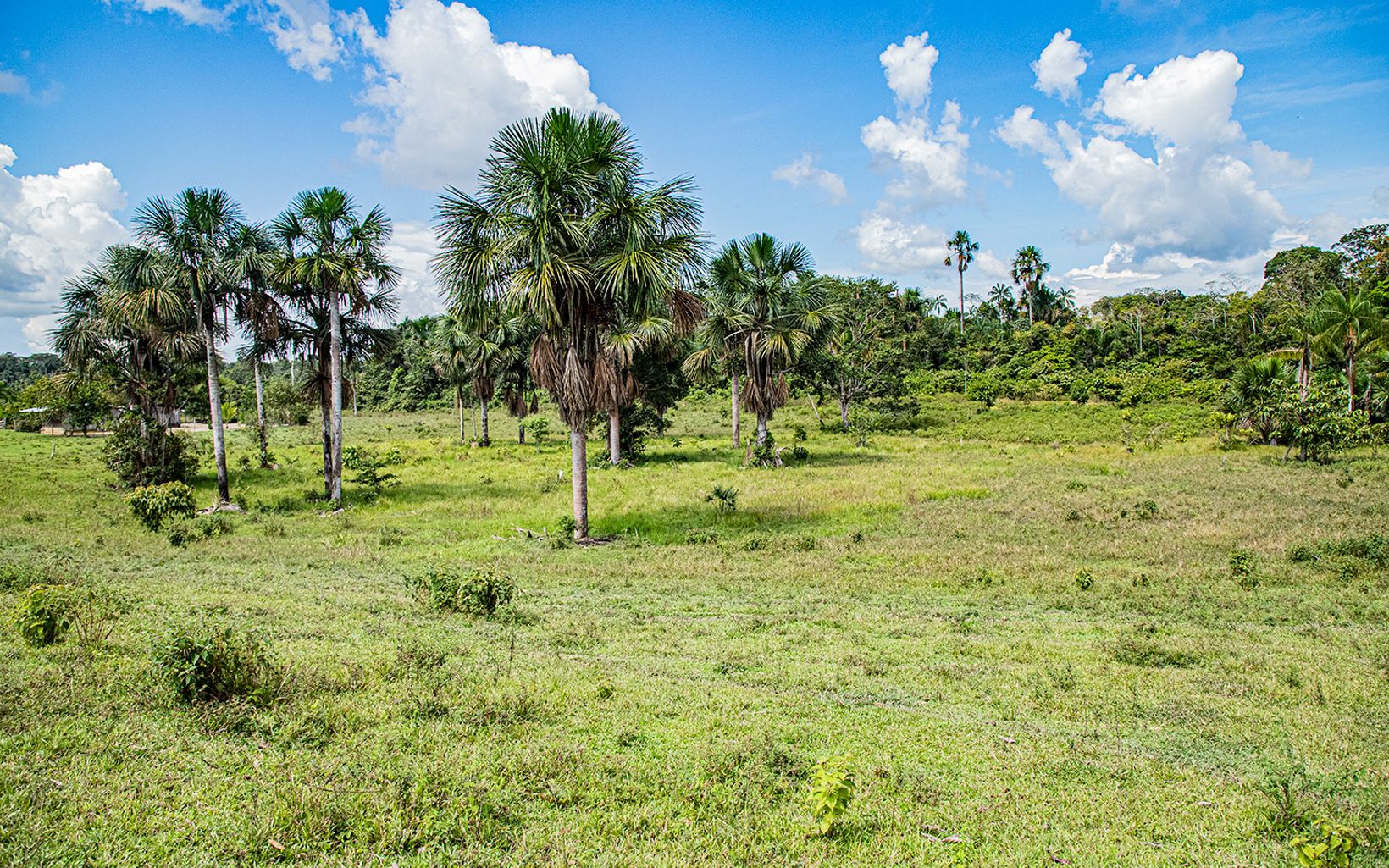 El territorio muestra escenas de deforestación cada vez más frecuentes, que contrastan con la exuberancia natural de la selva.