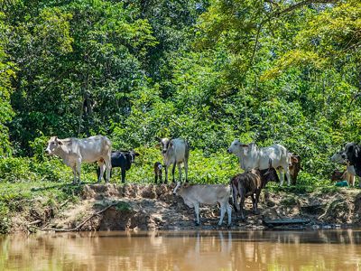 Cattle stands by the river on a deeply eroded land.