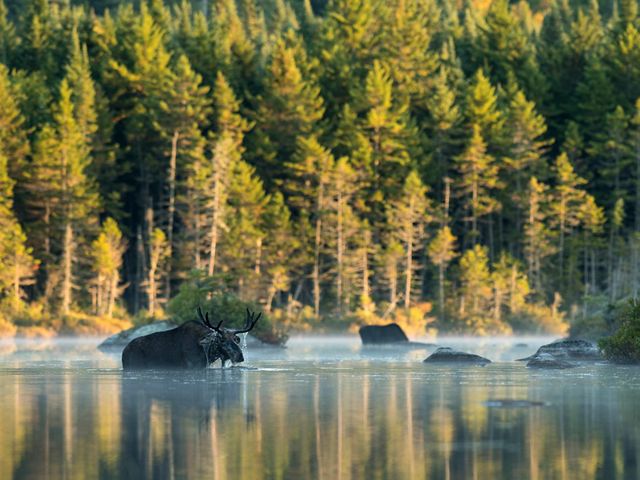 moose wading through water