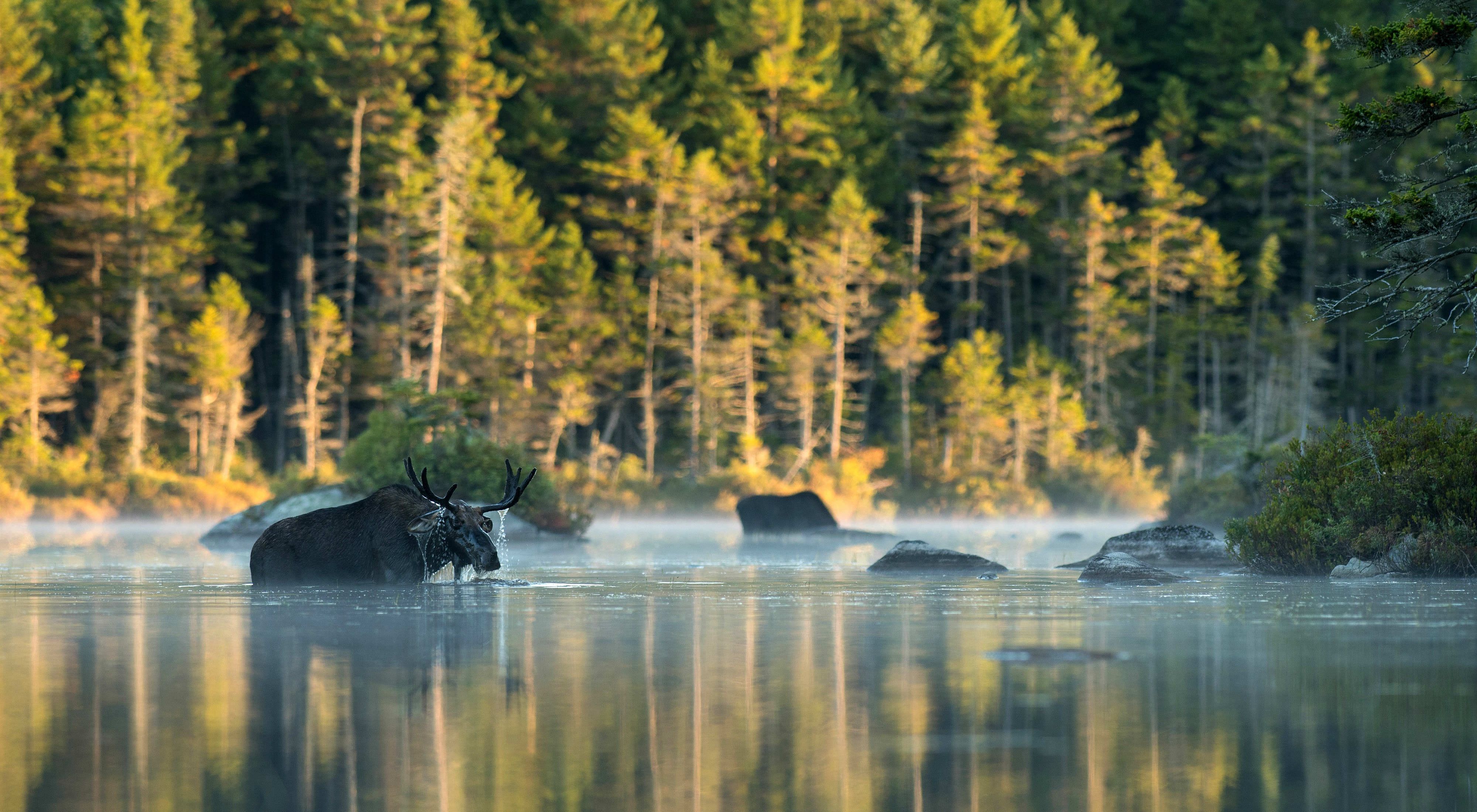 A moose wading chest-high in a river has water dripping from its antlers.
