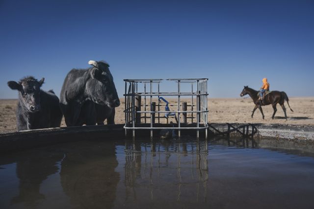 Cattle drink at tire tanks. 