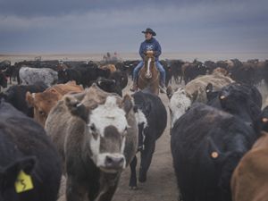 Man on horse surrounded by cattle. 