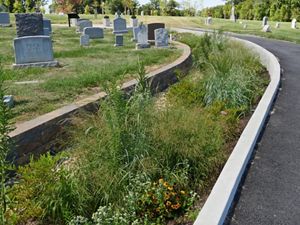 A rain garden winds through a cemetery next to a road. The garden is full of pollinator-friendly plants.