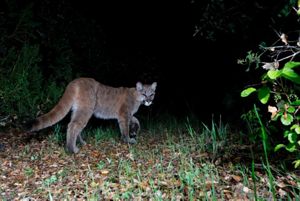 A tan mountain lion walks into the night away from the camera.