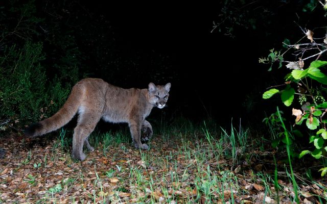 A young mountain lion looks back at the trail camera while walking way into the vegetation.