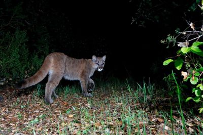 A mountain lion cub captured on camera roaming in the dark.