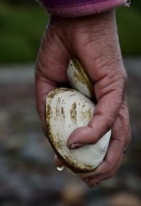 Mano de mujer recolectora de mariscos con una almeja.