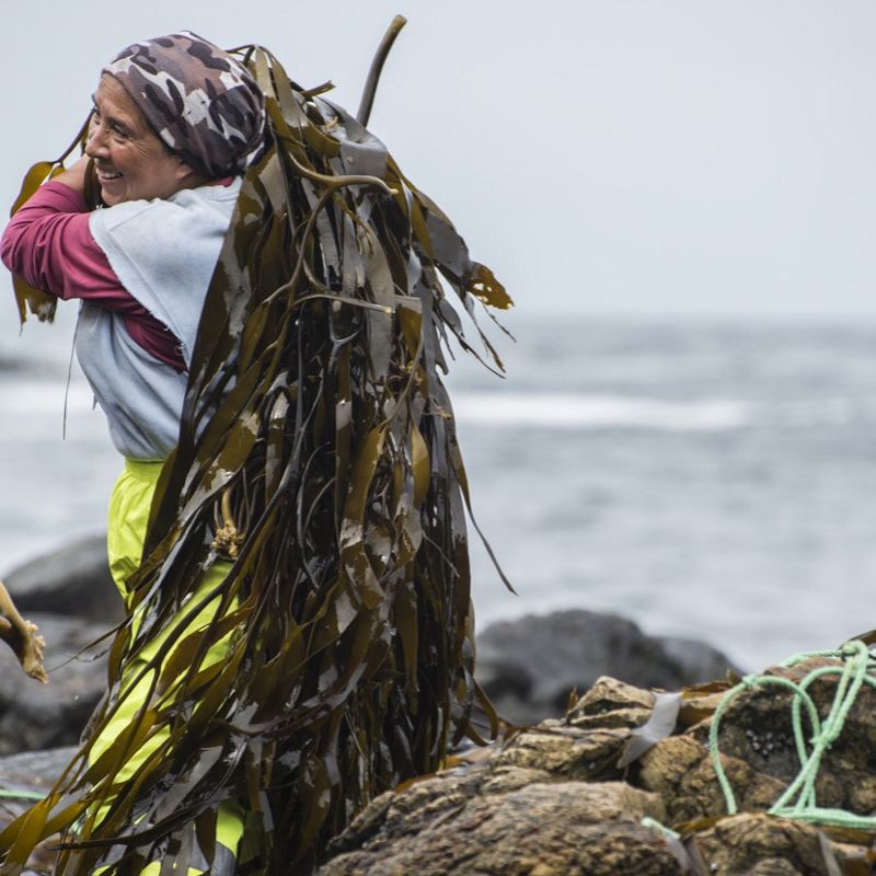 Mujer recogiendo algas en la costa del sur de Chile.