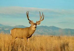 Wyoming Annual Report | The Nature Conservancy