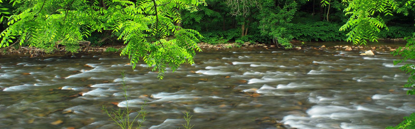 A river flowing surrounded by lush greenery.