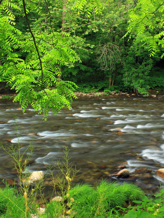 A river flows through a lush green forest.