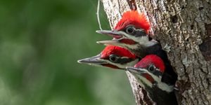Three baby pileated woodpeckers poking their heads out of a hole in a tree.