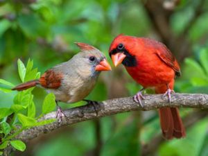 A female (left) and male (right) Northern cardinal sitting on a branch together, facing the camera. 