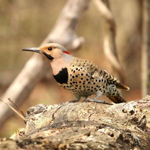 A spotted bird sits on a tree branch.