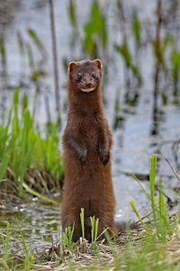 A brown mink peeks up over grasses like it's staring right into the camera. 