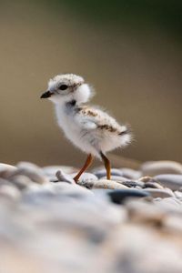 A newborn piping plover.