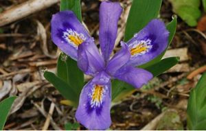 Macro-style nature photograph featuring a single dwarf lake iris in bloom. The vivid purple petals contrast strongly with the earthy woodland floor. White and yellow nectar guides on the outer petals draw attention to the center of the flower, while surrounding green foliage and scattered plant debris provide habitat context.